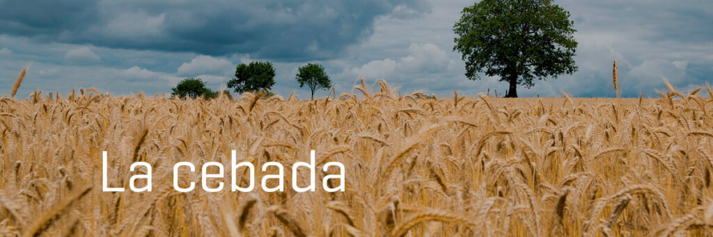 La cebada – Rural Pan